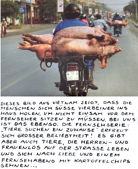 Schweine